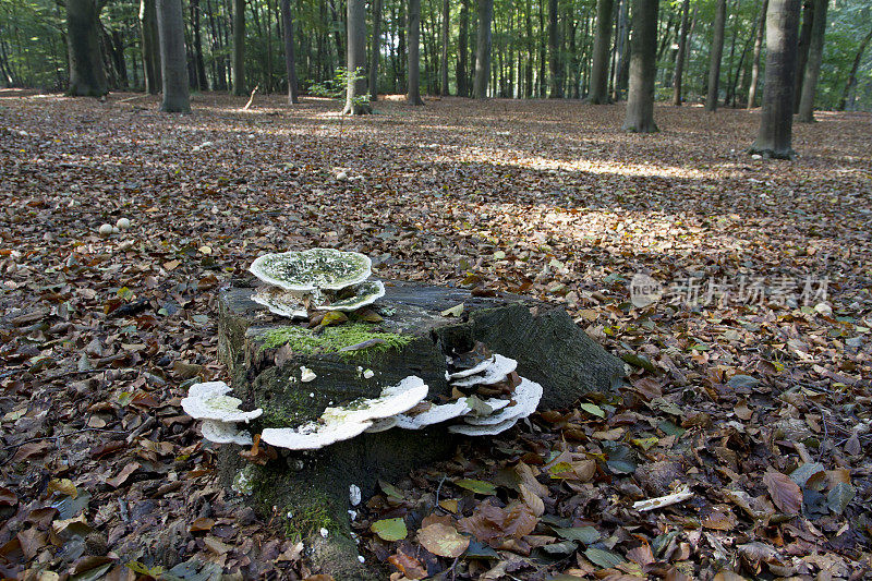 木耳(gibbosa Trametes)